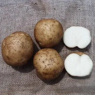 thumbnail for publication: University of Florida Potato Variety Trials Spotlight: 'Harley Blackwell'